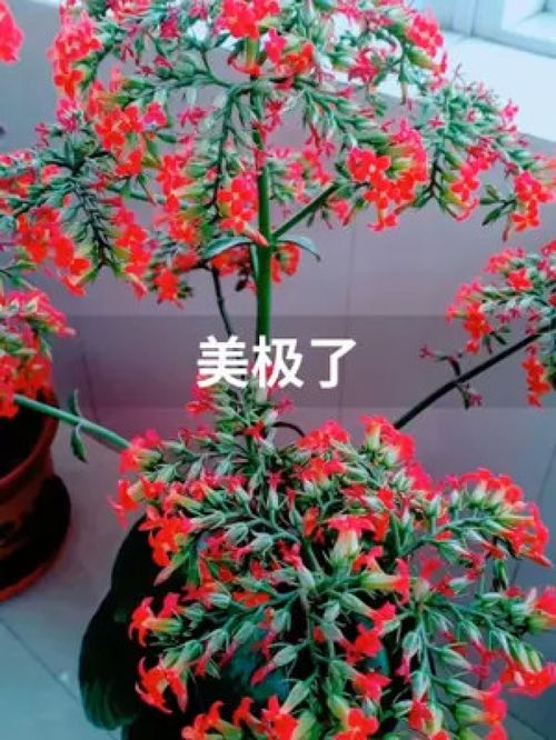 盆栽 物品隨拍 植物 花卉