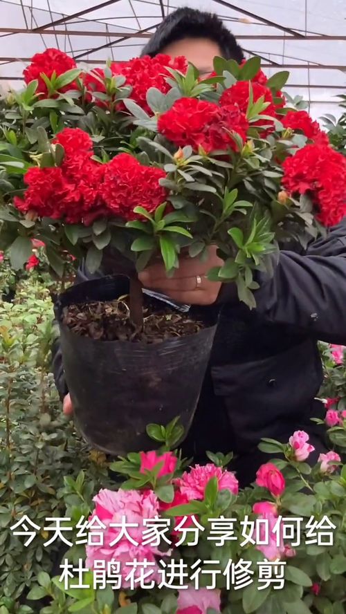 花卉綠植花卉 求一個神評加持