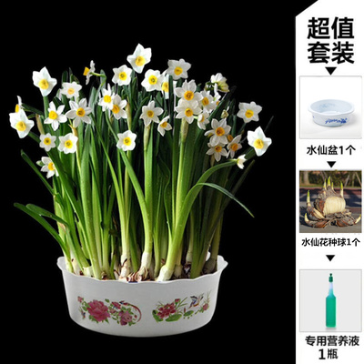 水仙花種球水培植物室內(nèi)花卉盆栽洋水仙冬季耐寒植物年宵花卉花花女神園藝 .