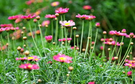 世界花卉大觀園瑪格麗特開花報(bào)春