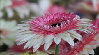 2012中國昆明國際花卉展之非洲菊