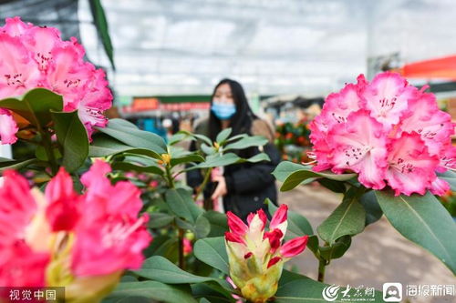 新春走基層丨濰坊舉辦年宵花展銷會 市民選購花卉迎接新春