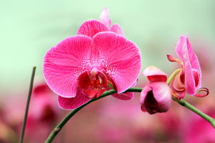 適馬長(zhǎng)焦微距 花卉組圖