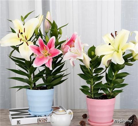 這2種好看的種球花卉,學(xué)會(huì)這么養(yǎng),開(kāi)花太美了