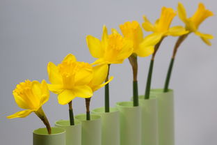 喇叭水仙,春天,復(fù)活節(jié),系列,排名,開(kāi)花,黃色,花,廠,植物群,地圖,賀卡,復(fù)活節(jié)賀卡,綠色,基金,背景