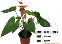 藝術(shù)花卉盆景 愛美[供應(yīng)]_藝術(shù)花卉盆景 愛美價(jià)格_藝術(shù)花卉盆景 愛美廠家_世界工廠網(wǎng)產(chǎn)品信息庫