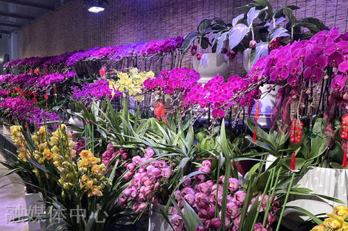 春節(jié)將至 我縣花卉市場 春意濃