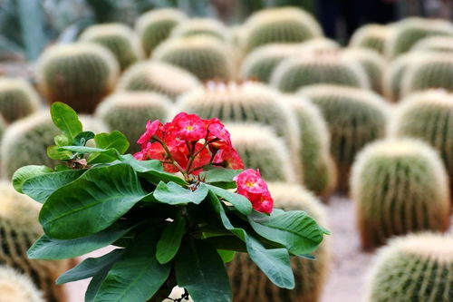 花卉大觀園