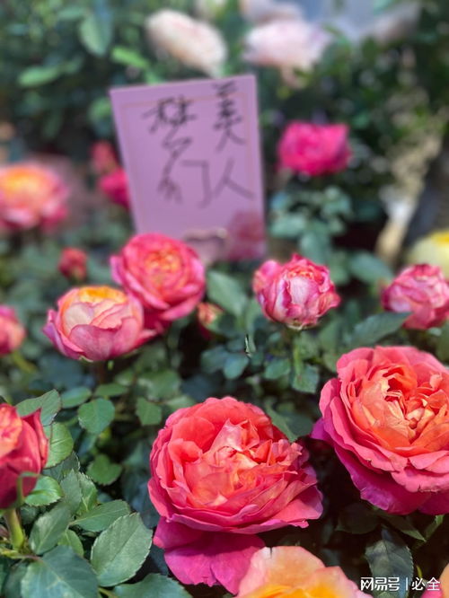 第二十六屆中國國際花卉園藝展覽會(huì)上的精品花卉圖片