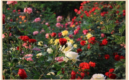 四季開花玫瑰花苗花卉盆栽綠植物室內(nèi)花月季牡丹薔薇苗