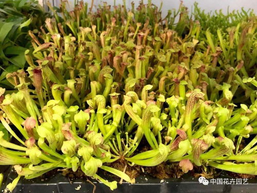 新品加持,展品紛呈,2018廣州花展今日開展 動(dòng)態(tài)